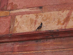 Acridotheres tristis