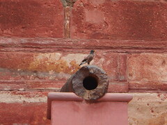 Acridotheres tristis