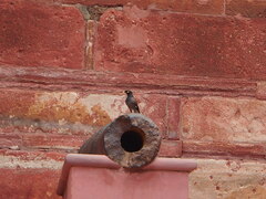 Acridotheres tristis