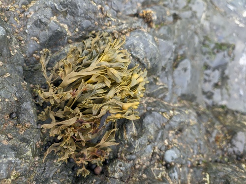 Fucus evanescens observed 2022-07-27