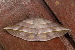 Sarcinodes reductatus