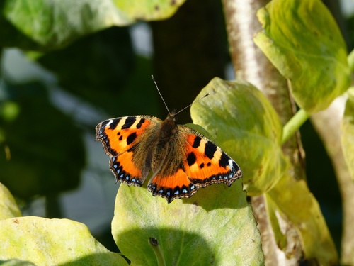 Small tortoiseshell