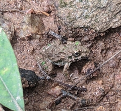 Minervarya chiangmaiensis