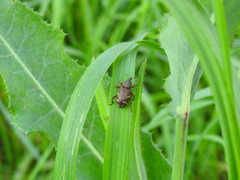 Hylobius transversovittatus