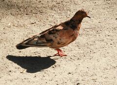 Columba livia domestica