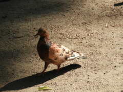 Columba livia domestica