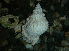 Tonnoidea
