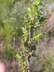 Carpacoce