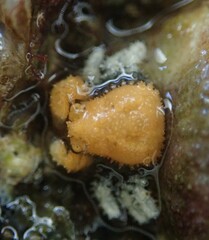 Acantholithodes hispidus