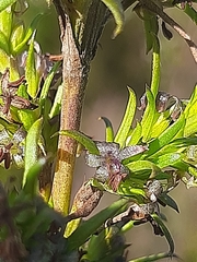 Carpacoce