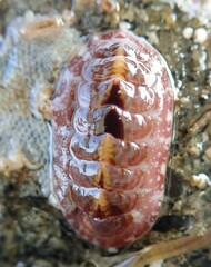 Boreochiton beringensis