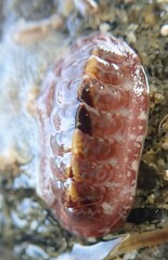 Boreochiton beringensis