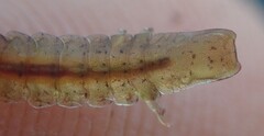Idotea rufescens