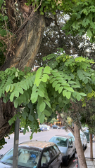 Robinia pseudoacacia