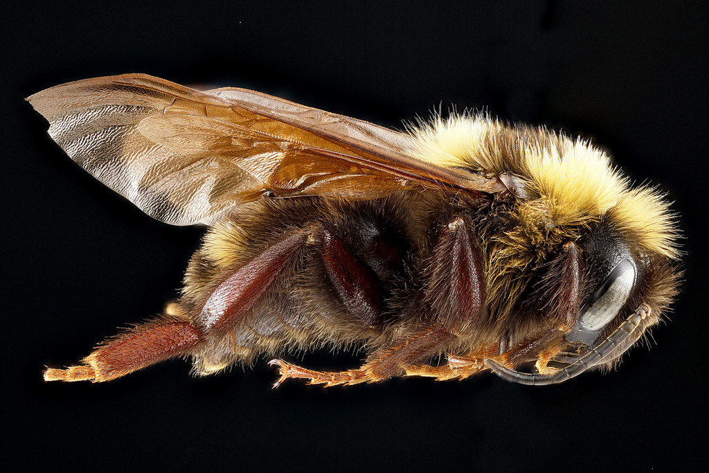 Variable Cuckoo Bumble Bee