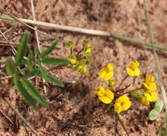 Rhynchosia leucoscias