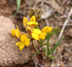 Rhynchosia leucoscias