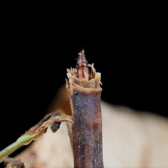 Stenolechia gemmella