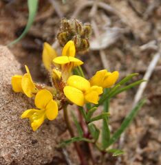 Rhynchosia leucoscias
