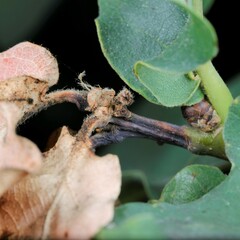 Stenolechia gemmella