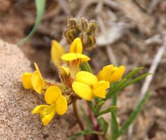 Rhynchosia leucoscias