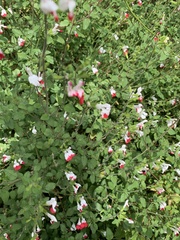 Salvia