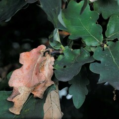Stenolechia gemmella