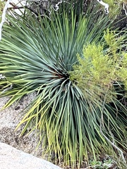 Hesperoyucca