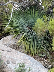 Hesperoyucca