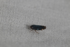 Xestocephalus brunneus