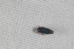 Xestocephalus brunneus
