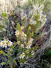 Erica rubiginosa