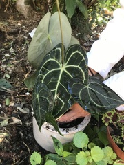 Anthurium clarinervium