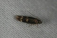 Trypanisma prudens