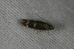 Trypanisma prudens
