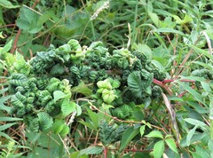 Phylloplecta tripunctata