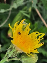 Taraxacum officinale