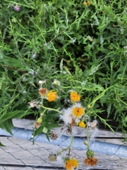 Taraxacum officinale