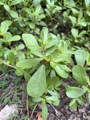Portulaca oleracea