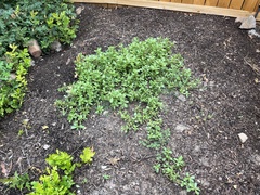 Portulaca oleracea