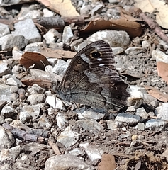 Hipparchia statilinus