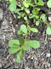 Portulaca oleracea