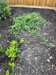Portulaca oleracea