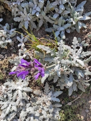 Salvia canescens