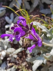 Salvia canescens