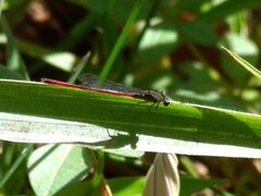 Zygoptera