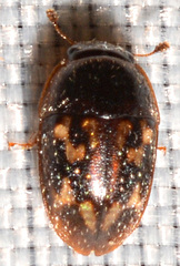 Cryptarcha strigatula
