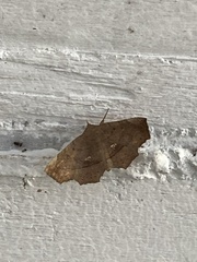 Syllectra congemmalis