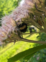 Bombus terricola image