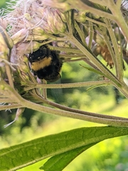 Bombus terricola image